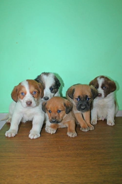 მეტისის ლეკვები უსახელო