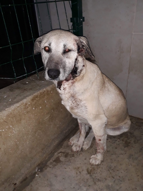 მეტისი უსახელო