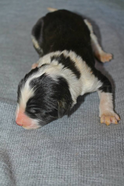 ქართული ნაგაზი ლედი