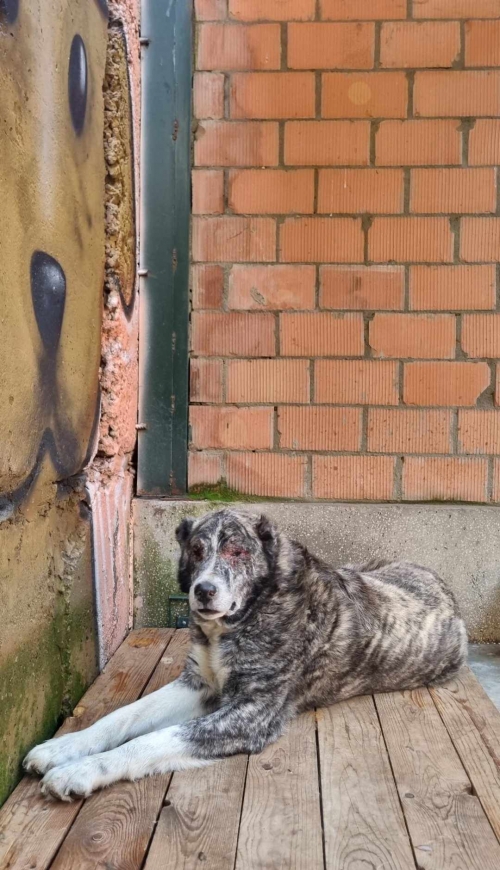 ქართული ქოფაკი კახეთის გზატკეცილი ცენტრალური შ.ს.ს შენობასთან მიკედკებული ,სახელი ბათურა