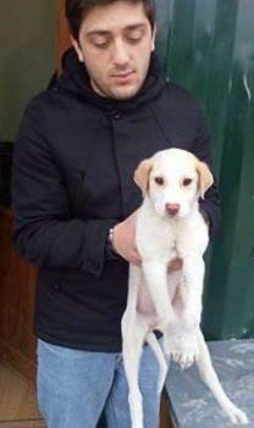 მეტისი უსახელო