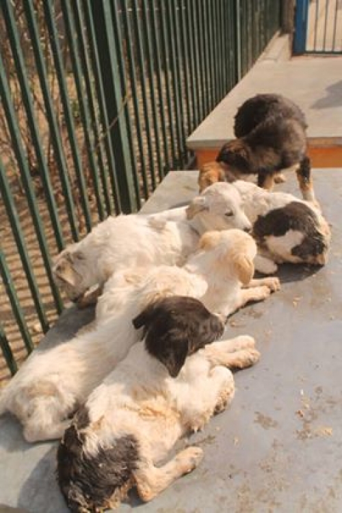 მეტისი უსახელო