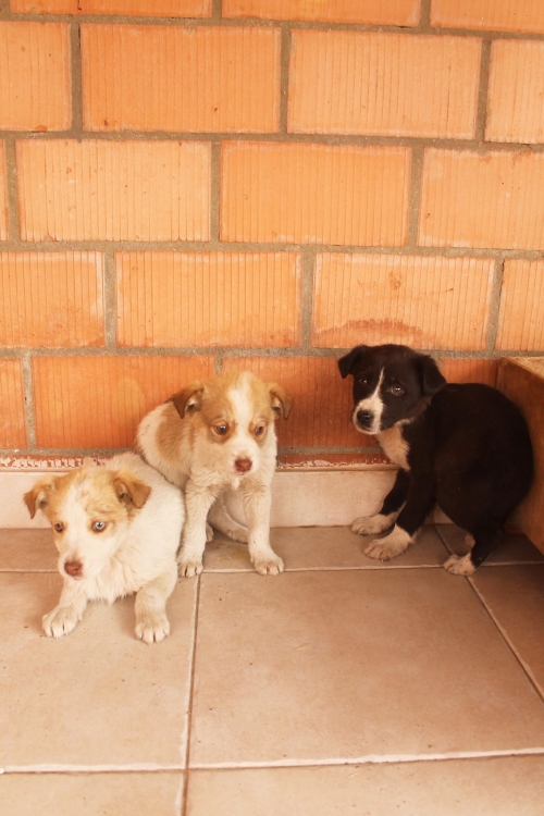 მეტისი უსახელო