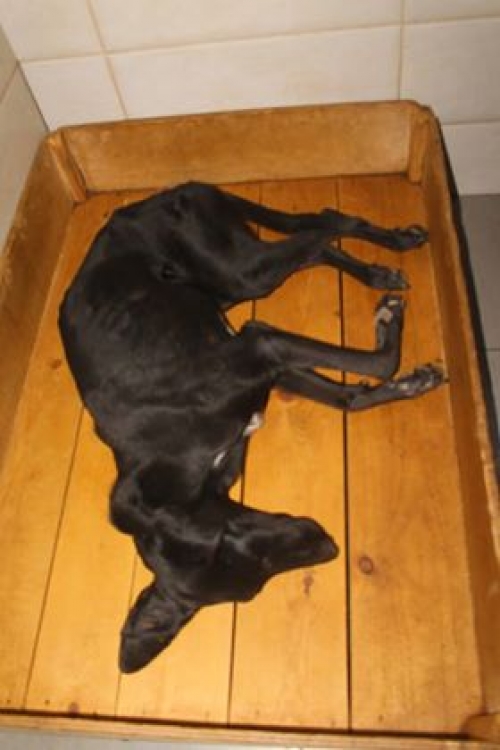 მეტისი უსახელო