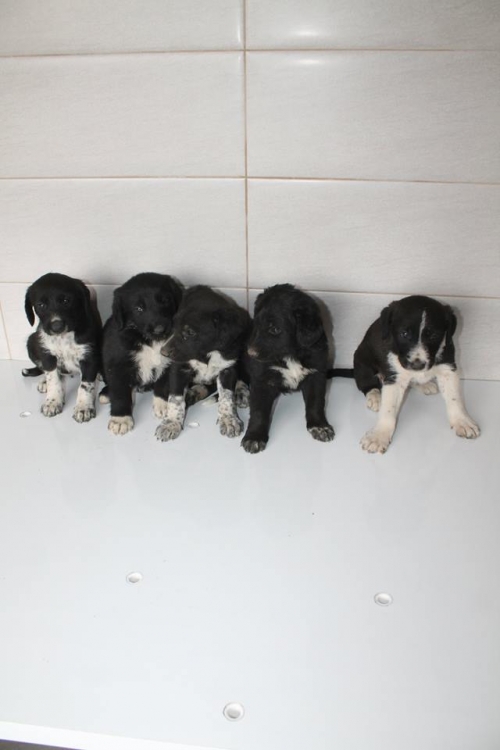 კურცხაალის მეტისი უსახელო