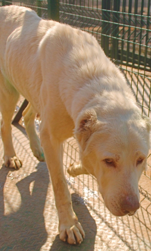 ქართული ნაგაზი უსახელო