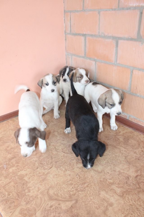 მეტისის ლეკვები უსახელო