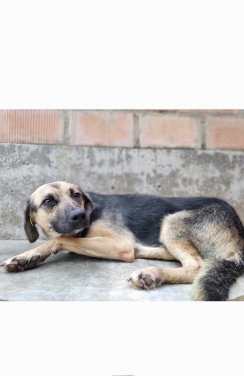 მეტისი სარაჯიშვილის მეტრო