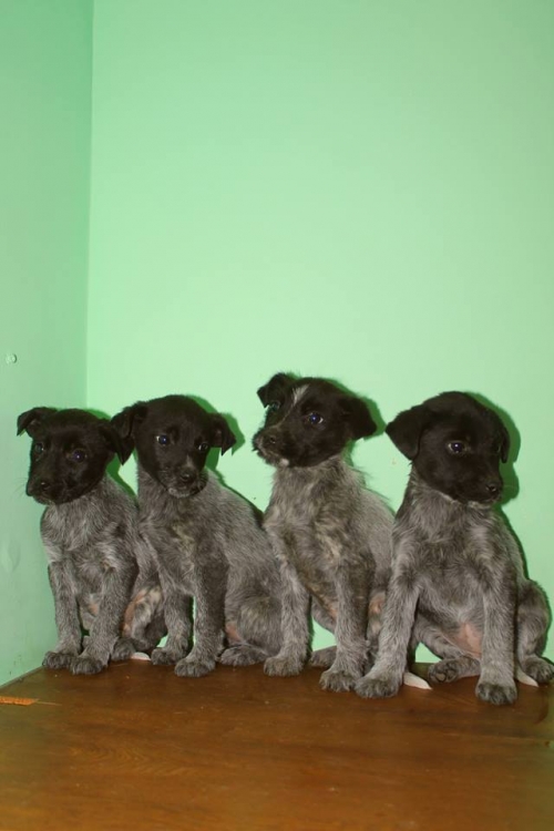 კურცხაალის მეტისი უსახელო