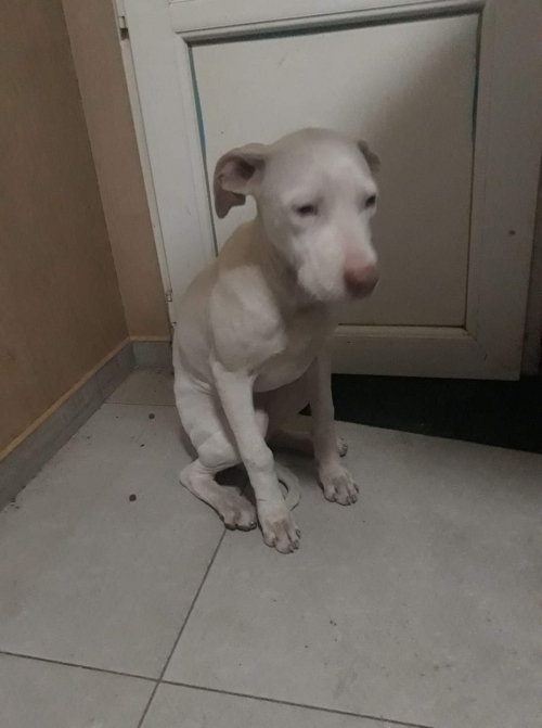 პიტი ბელო