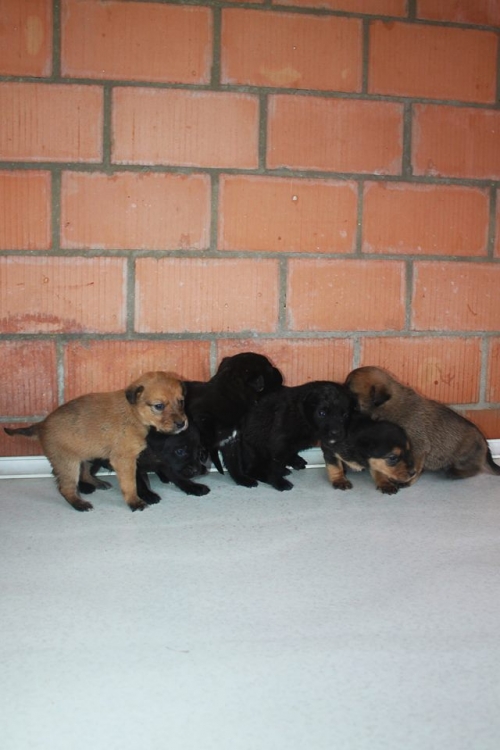 მეტისის ლეკვები უსახელო