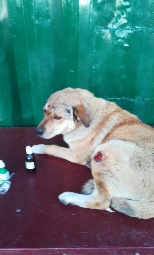 ქართული ქოფაკი ორხევი 104 ნომერთან ნაპოვნია