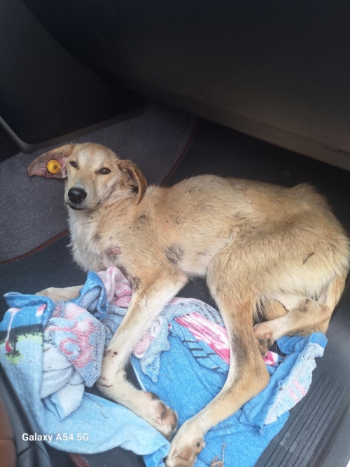 მეტისი ქობულეთი