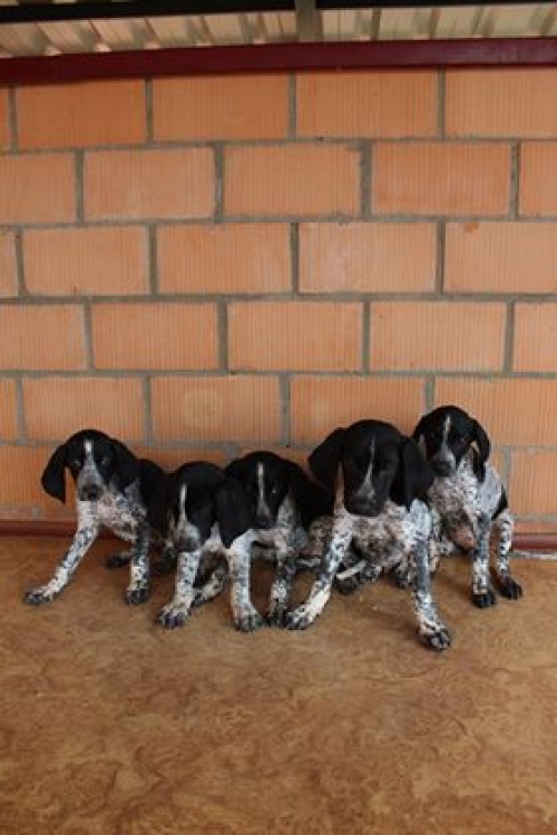 კურცხაალის მეტისი უსახელო