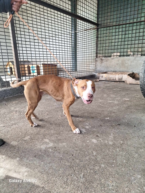 პიტი გადმოყვანილია მუნიციპალური თავშესაფრიდან