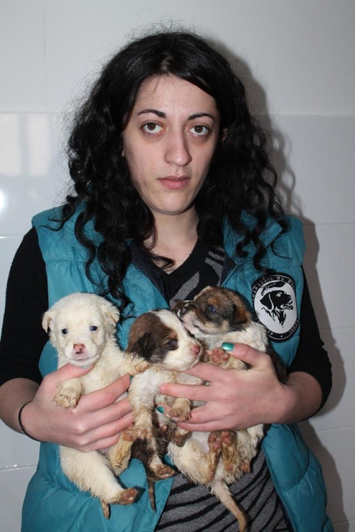 მეტისის ლეკვები უსახელო