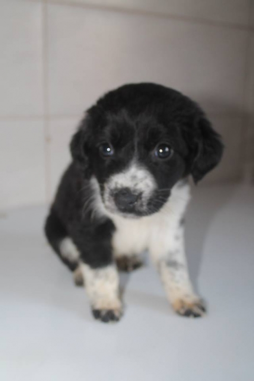 მეტისი უსახელო