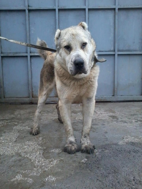 ქართული ნაგაზი ხოდა