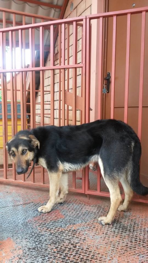 მეტისი უსახელო