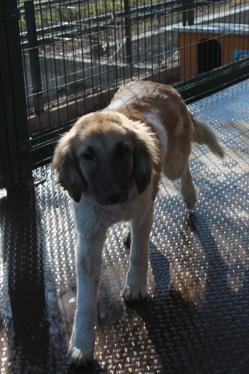 მეტისი მარგო