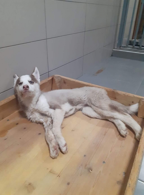 ლაიკა ვერის ხეობა