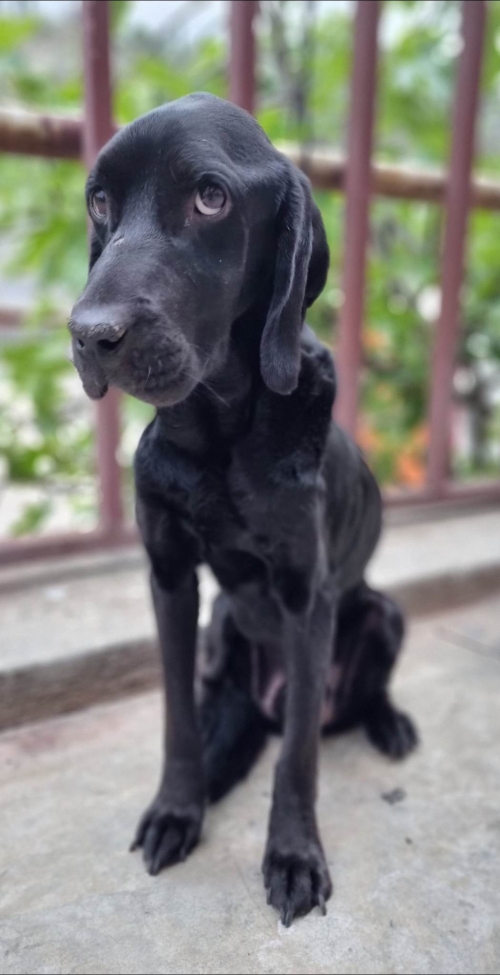 მეტისი ბიბი