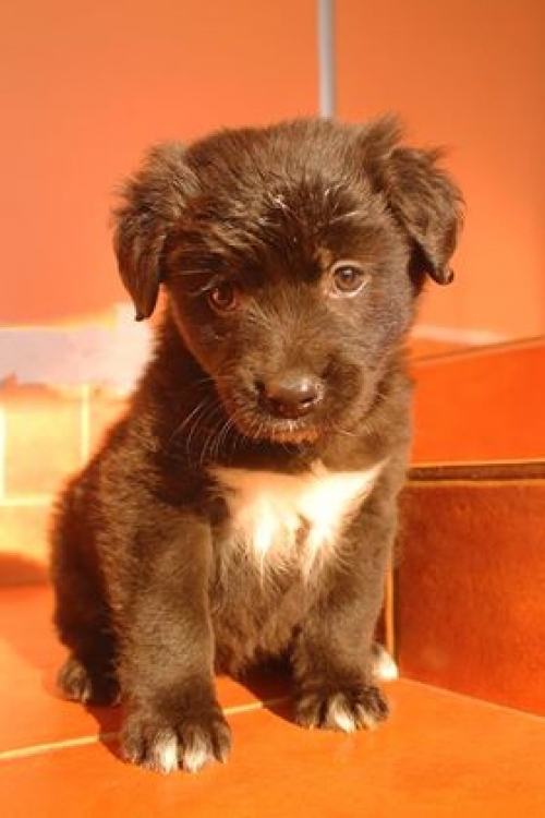 მეტისი უსახელო