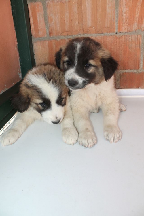 ქართული ქოფაკი უსახელო