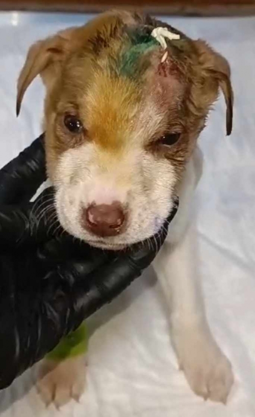 მეტისი ვარკეთილი