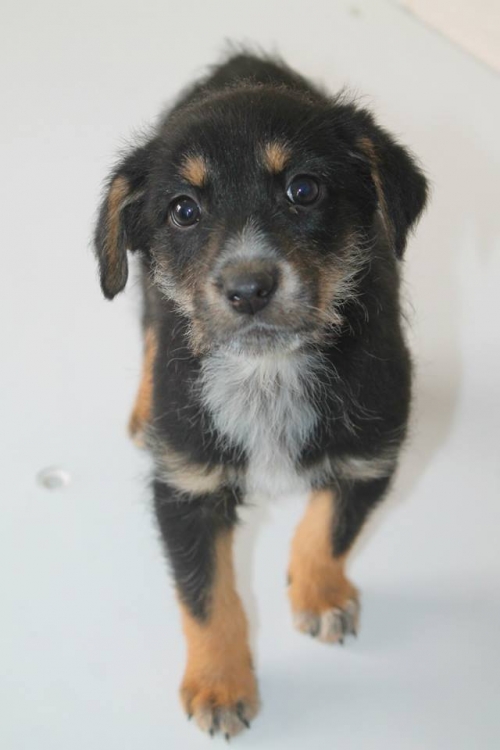 მეტისი უსახელო