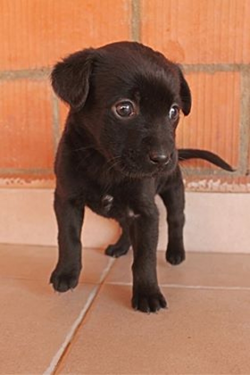 მეტისი უსახელო