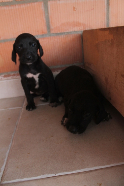 მეტისი უსახელო