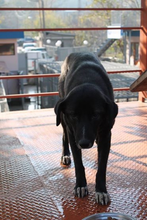 მეტისი ლედი