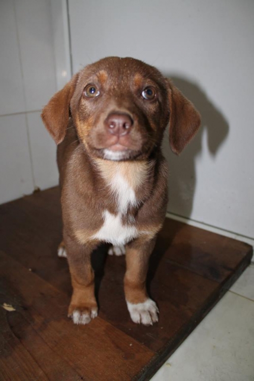 მეტისი უსახელო