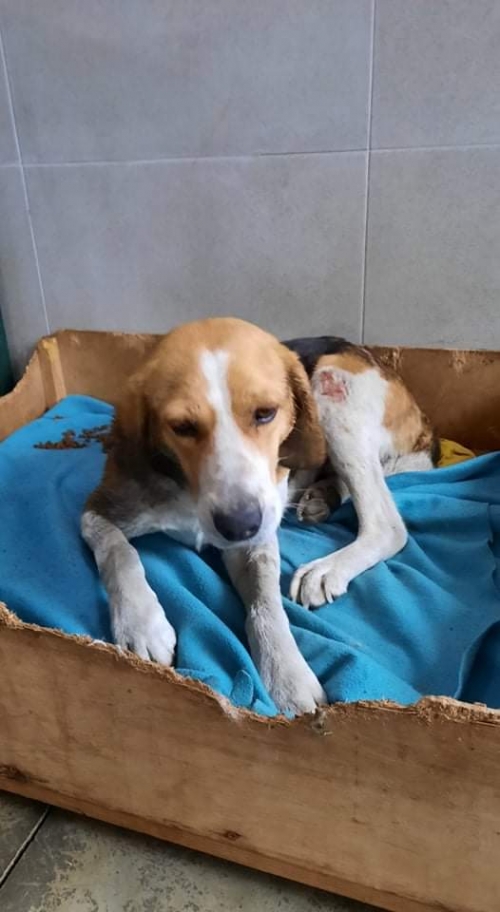 მეტისი ალექსანდრე თვალჭრელიძეს ქუჩა