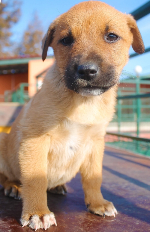 მეტისი უსახელო