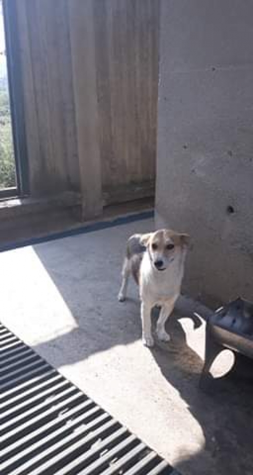 მეტისი უსახელო