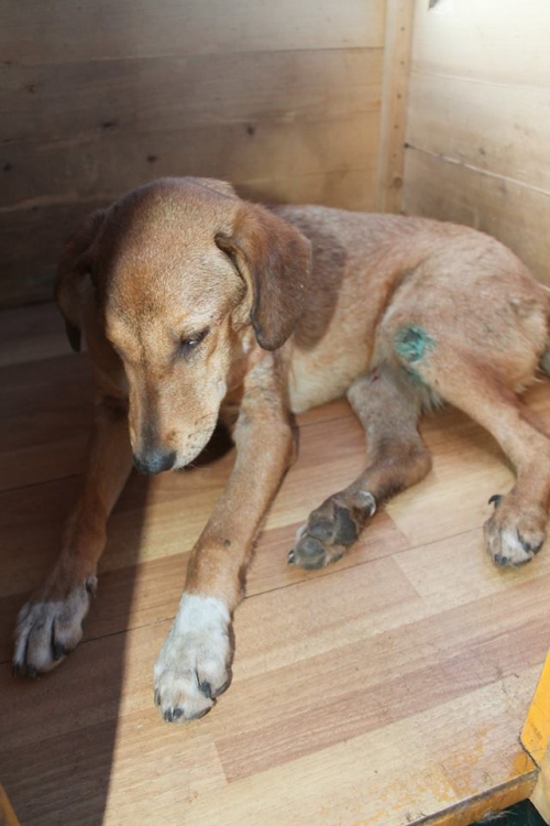 მეტისი უსახელო