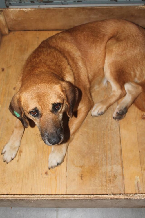 მეტისი ლულუ