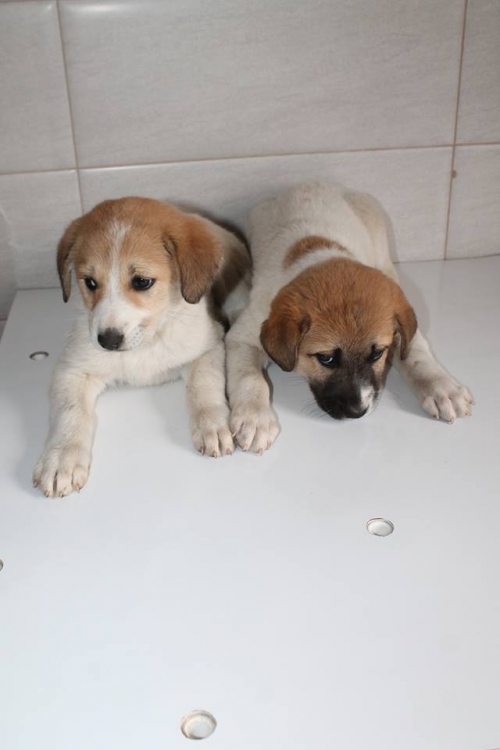 ქართული ქოფაკი უსახელო