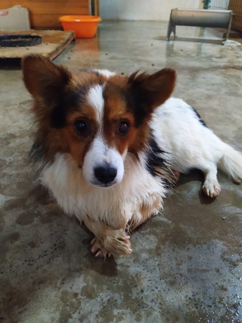 მეტისი ქარელის რ.ნ. სოფელი დირბი