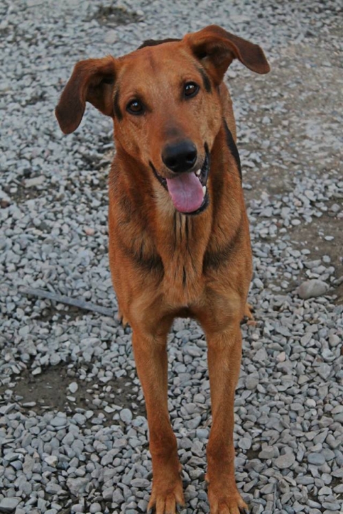 გერმანული ნაგაზის მეტისი ბიო