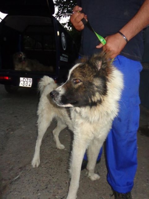 ქართული ქოფაკი უსახელო