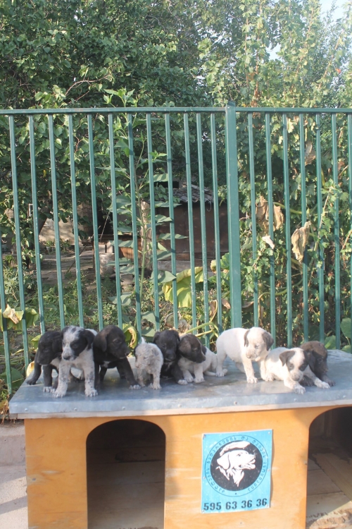 მეტისის ლეკვები უსახელო