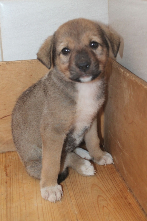 მეტისი უსახელო