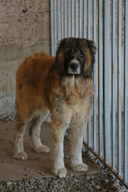 აზიური ნაგაზის და ქართული ნაგაზის ნაჯვარი ბომბორა