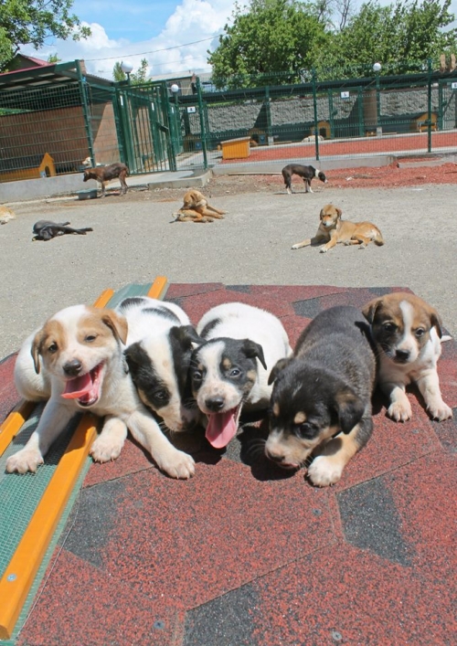 მეტისის ლეკვები უსახელო