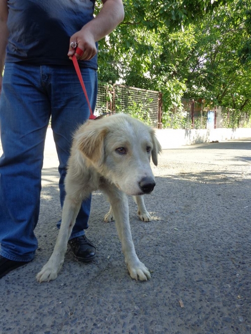 მეტისი უსახელო