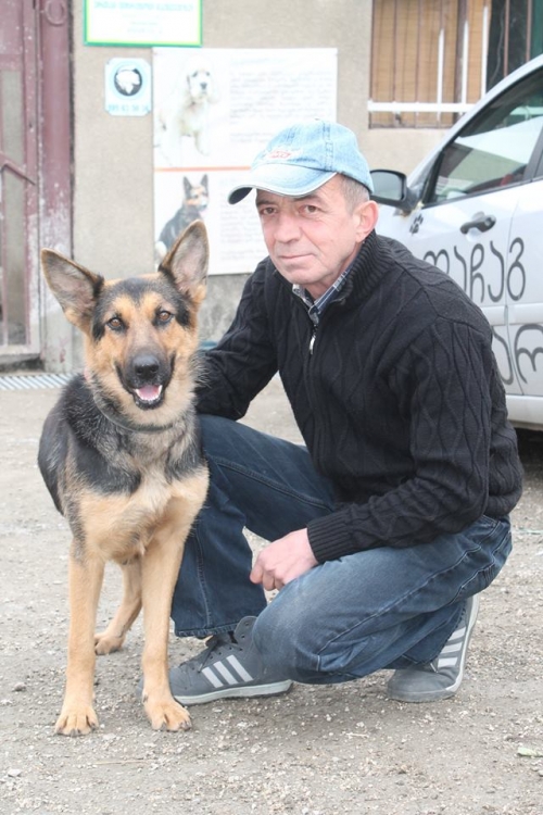 გერმანული ნაგაზი ბორა