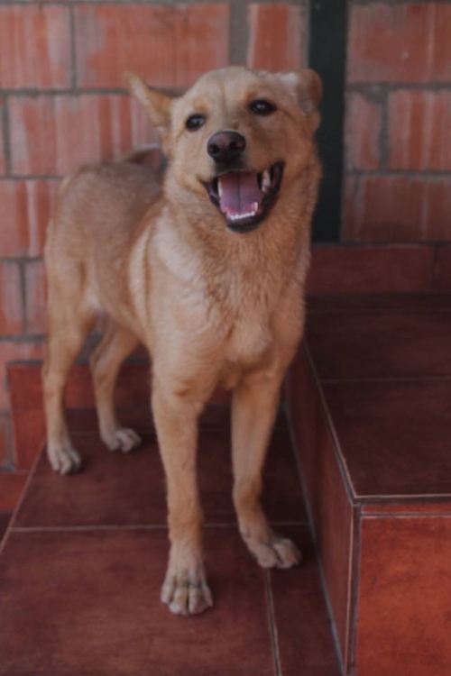 მეტისი უსახელო